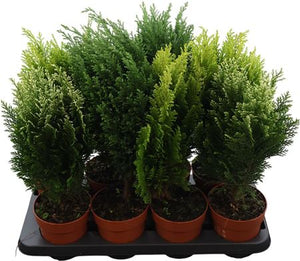 Mixed Outdoor Conifer Plant – 13cm Pot, 50cm High