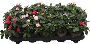 Mixed Rhododendron Azalea (Rhododendron simsii) – 10.5cm Pot
