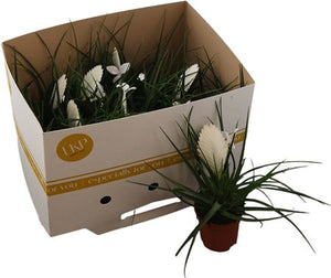 White Tillandsia Cyanea ‘Biancini’ – 9cm Pot