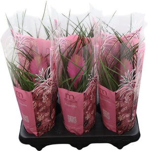 Tillandsia ‘Charlie’ Air Plant – 12cm Pot