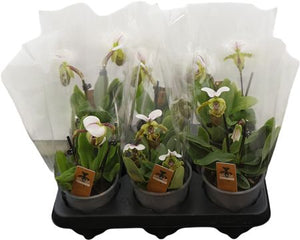 Paphiopedilum Orchid – 12cm Pot, 25cm High