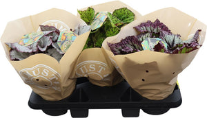 Rex Begonia ‘Must Have’ – 17cm Pot