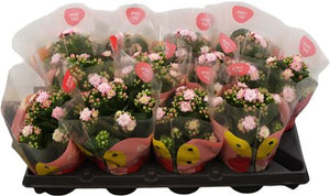 Pink Double Kalanchoe – 10.5cm Pot