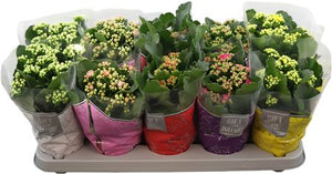 Mixed Double Kalanchoe – 12cm Pot