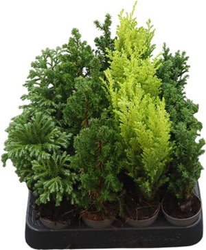 Chamaecyparis Woody World – 5.5cm Pot