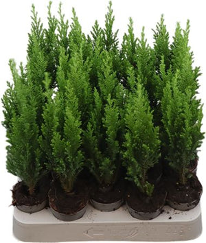 Ellwoodii Lawson Cypress (Chamaecyparis) – 5.5cm Pot