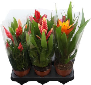Mixed Bromeliad Houseplant – 12cm Pot, 45cm Height
