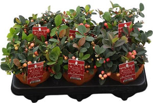 Wintergreen Gaultheria procumbens – 12cm Terracotta Pot