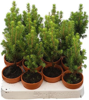 Picea glauca ‘Perfecta’ – 7cm Pot, 25cm High