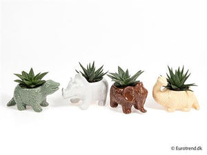 Mixed Succulent Dinosaur Arrangement – 10cm Ceramic Pot