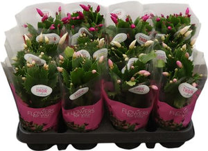 Schlumbergera Christmas Cactus – 9cm Pot, 25cm High