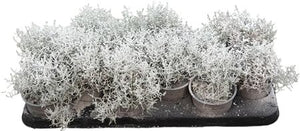 Winter Beauty Snow Calocephalus – 10.5cm Pot