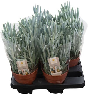Curio Mount Everest Succulent – 15cm Pot