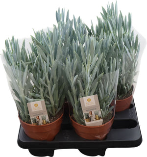 Curio Mount Everest Succulent – 15cm Pot
