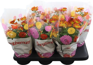 Garden Chrysanthemum (Chrysanthemum indicum) – 15cm Pot