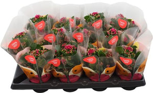 Purple Double Kalanchoe – 10.5cm Pot