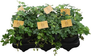 Parthenocissus striata – 12cm Pot