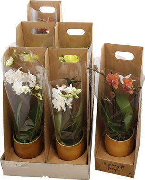 Mixed Phalaenopsis Orchid Gift Set – 9cm Pots
