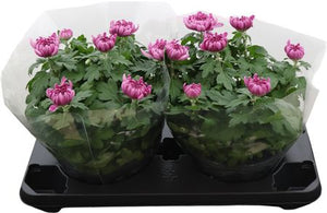 Yellow Chrysanthemum (Chrysanthemum indicum) – 23cm Pot