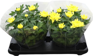 Yellow Chrysanthemum (Chrysanthemum indicum) – 23cm Pot