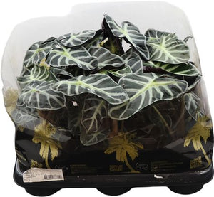 Alocasia Heart-Shaped Green Houseplant – 10.5cm Pot
