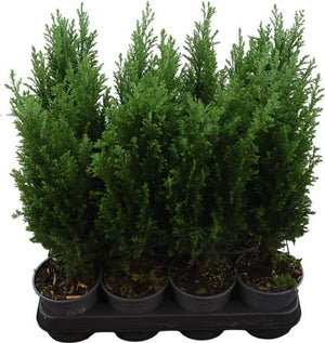 Lawson Cypress ‘Ellwoodii’ – 10.5cm Pot