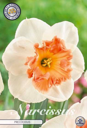 Narcissus ‘Precocious’ Daffodil Bulbs – Pack of 5