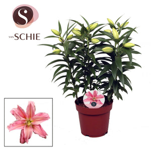 Pink Double Roselily ‘Sara’ (Lilium) – 19cm Pot