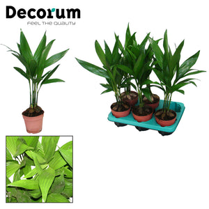 Areca Palm (Areca catechu) – 12cm Pot, 50cm Height