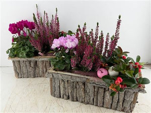 Mixed Colour Bark Arrangement