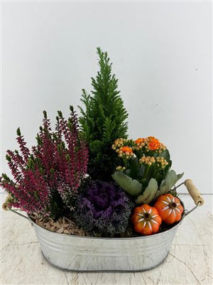 Mixed Colour Oval Zinc Plant Arrangement