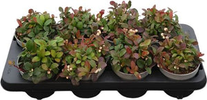 White Gaultheria procumbens ‘Ciao B’ – 12cm Pot