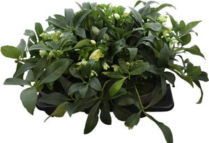 White Hellebore (Helleborus) – 17cm Pot, 45cm High