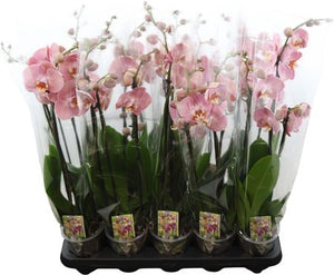 Orange Phalaenopsis Orchid – 12cm Pot, 65cm