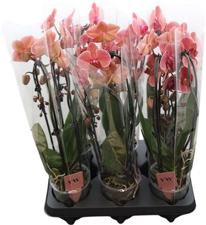 Orange Phalaenopsis Orchid – 2 Stem, 12cm Pot