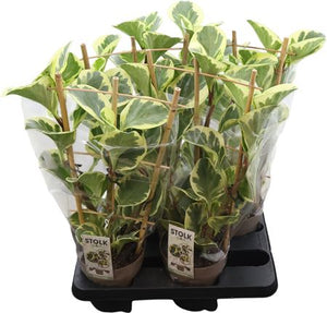 Yellow Peperomia ‘Obtipan Bicolor’ – 14cm Pot