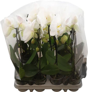 White Phalaenopsis Orchid – 9cm Pot, 50cm Tall