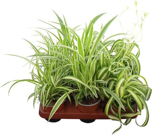 Mixed Chlorophytum Spider Plant – 12cm Pot