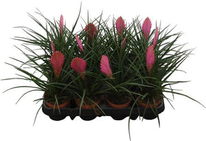 Tillandsia cyanea ‘Anita’ – 9cm Pot
