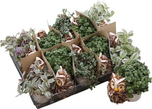 Green Artificial Grass Arrangement with Ceramic Owl