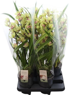 Cymbidium Summer Pearl ‘Suzy’ Orchid – 14cm Pot