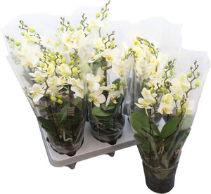 Phalaenopsis Orchid ‘Boquetto Beauty’ – 12cm Pot