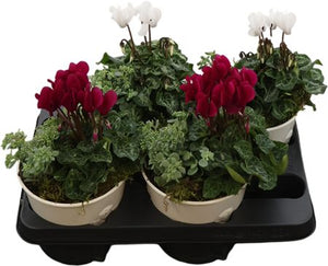 All Saints Seasonal Plant Arrangement – 14cm Zinc Pot