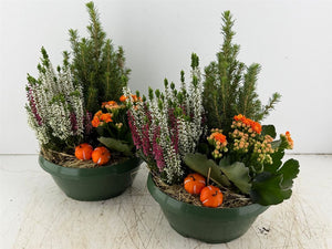 Green Indoor Plant Arrangement – 3 Plants