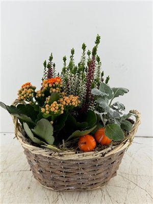 Oval Decorative Plant Arrangement