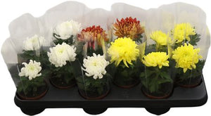 Mixed Chrysanthemum (Chrysanthemum indicum) – 9cm Pot