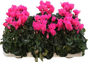 Large-Flowered Cyclamen persicum ‘Super Serie’ – 13cm Pot