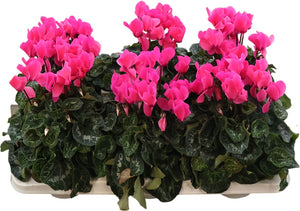 Large-Flowered Cyclamen persicum ‘Super Serie’ – 13cm Pot