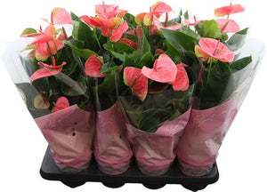 Pink Anthurium ‘Sweet Dream’ – 14cm Pot