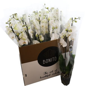 White Phalaenopsis Orchid – 12cm Pot, 75cm